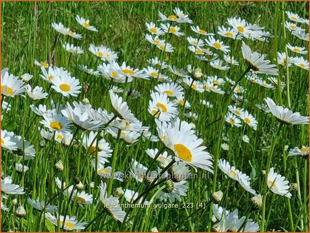 Leucanthemum vulgare