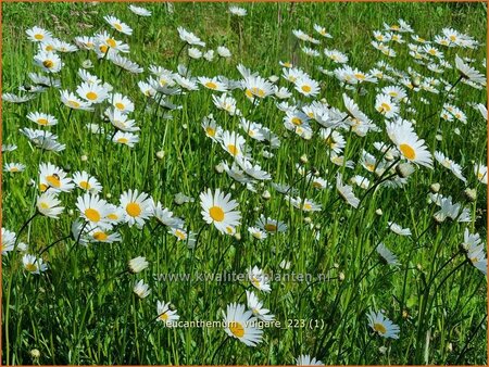 Leucanthemum vulgare