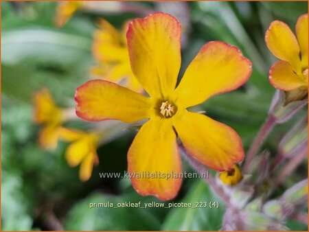 Primula &#39;Oakleaf Yellow Picotee&#39;