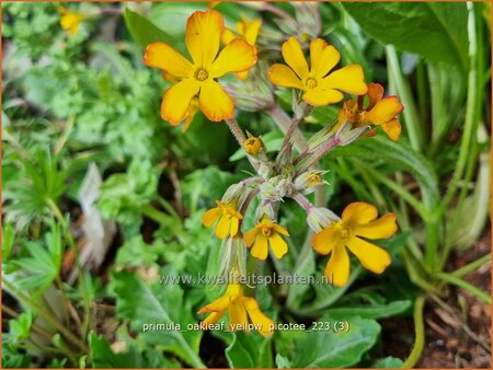 Primula &#39;Oakleaf Yellow Picotee&#39;