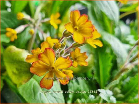 Primula &#39;Oakleaf Yellow Picotee&#39;