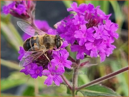 Verbena rigida