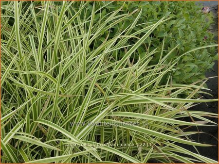 Carex folliculata &#39;Cream Dance&#39;