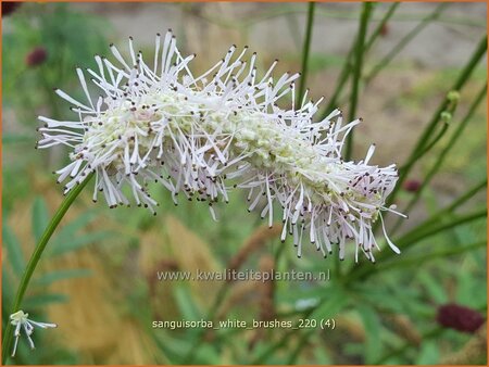 Sanguisorba &#39;White Brushes&#39;