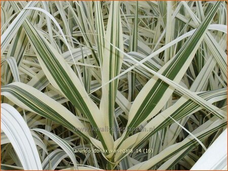 Arundo donax &#39;Variegata&#39; (pot 11 cm)