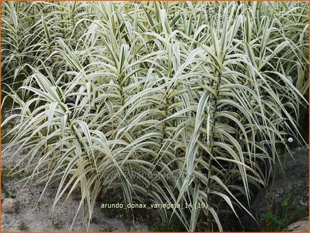 Arundo donax &#39;Variegata&#39; (pot 11 cm)