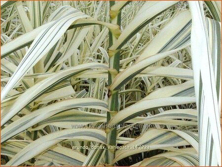 Arundo donax &#39;Variegata&#39; (pot 11 cm)