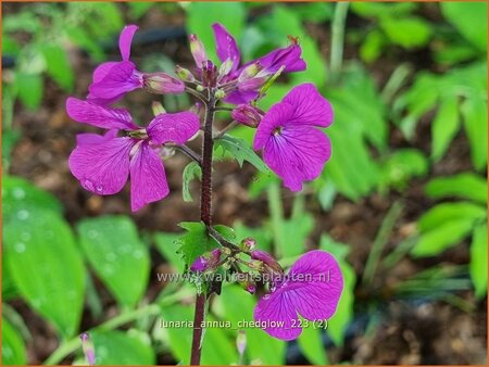 Lunaria annua &#39;Chedglow&#39;