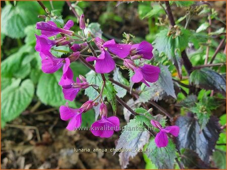 Lunaria annua &#39;Chedglow&#39;