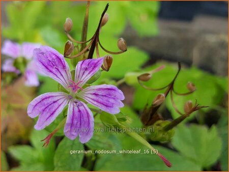 Geranium nodosum &#39;Whiteleaf&#39;