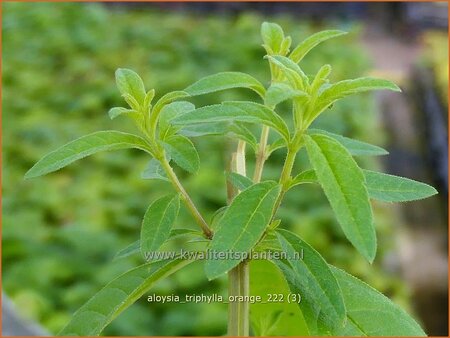 Aloysia triphylla &#39;Orange&#39;