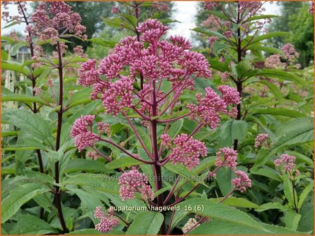 Eupatorium maculatum &#39;Hageveld&#39;