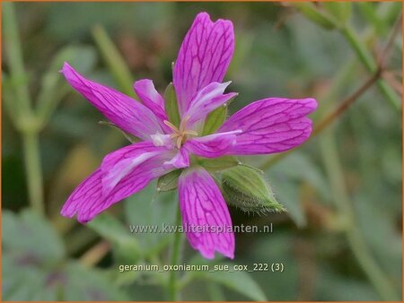 Geranium oxonianum &#39;Sue Cox&#39;