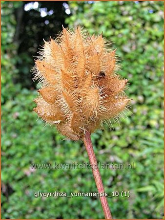 Glycyrrhiza yunnanensis