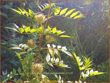 Glycyrrhiza yunnanensis