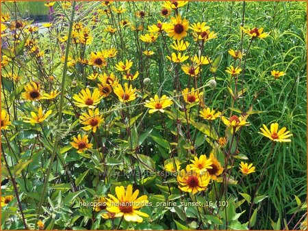 Heliopsis helianthoides &#39;Prairie Sunset&#39;