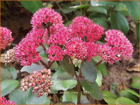 Sedum 'Bloody Mary'