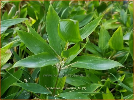 Shibataea kumasasa (pot 11 cm)