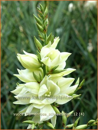 Yucca filamentosa &#39;Schneetanne&#39; (pot 11 cm)