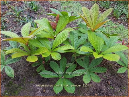 Rodgersia purdomii &#39;Joop Ploeger&#39;