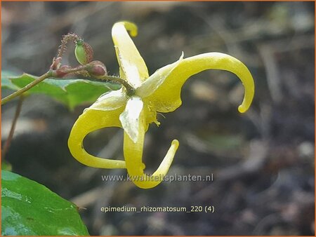 Epimedium rhizomatosum