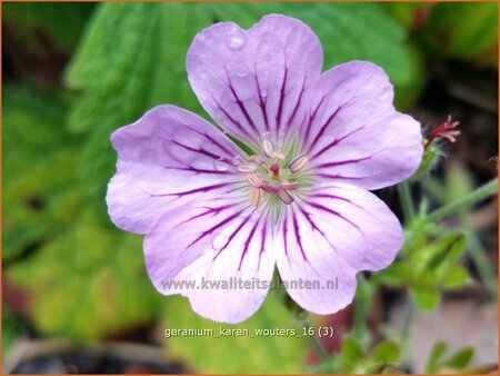 Geranium &#39;Karen Wouters&#39;