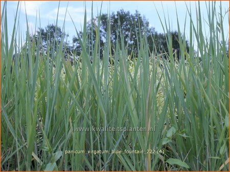 Panicum virgatum &#39;Blue Fountain&#39;