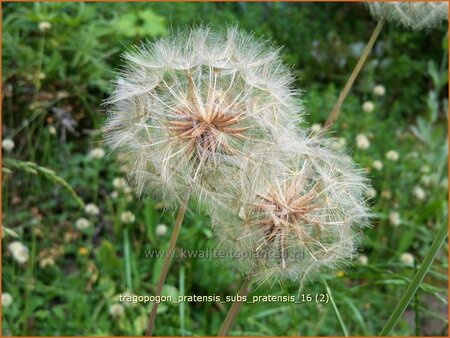 Tragopogon pratensis