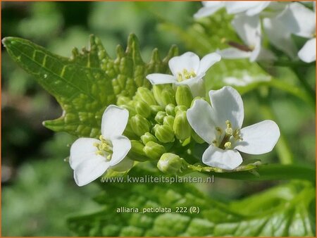 Alliaria petiolata