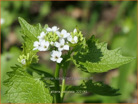 Alliaria petiolata