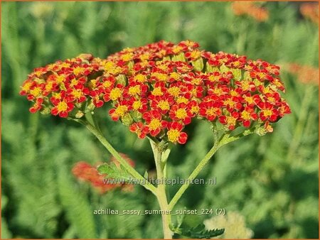 Achillea &#39;Sassy Summer Sunset&#39;