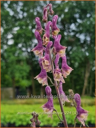 Aconitum 'Purple Sparrow'