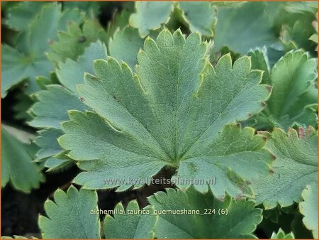 Alchemilla taurica 'Gümüshane'