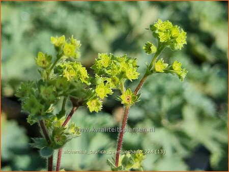 Alchemilla taurica 'Gümüshane'