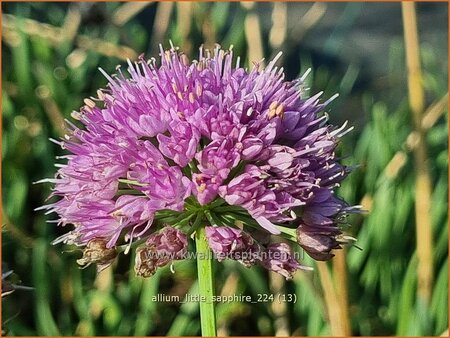 Allium 'Little Sapphire'