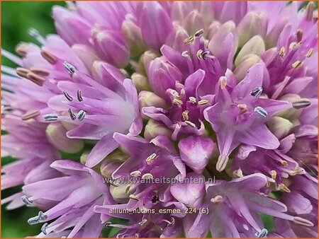 Allium nutans 'Esmee'