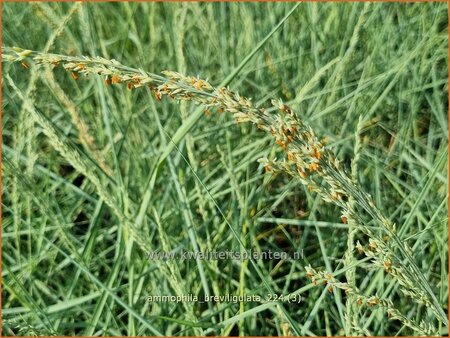 Ammophila breviligulata