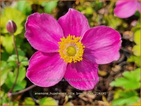 Anemone hupehensis &#39;Little Breeze Kiss&#39;