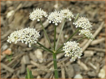 Angelica sp. (ex Portugal)