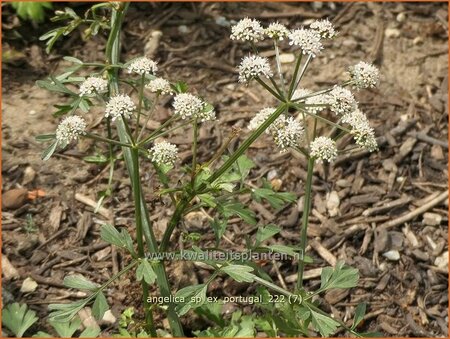 Angelica sp. (ex Portugal)