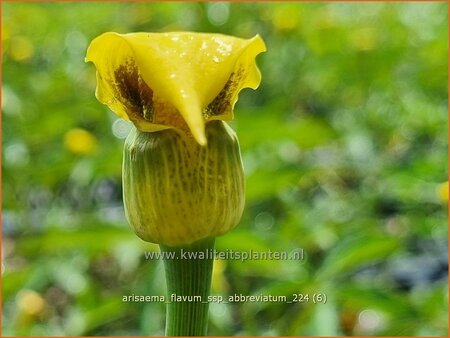 Arisaema flavum var. abbreviatum (pot 11 cm)