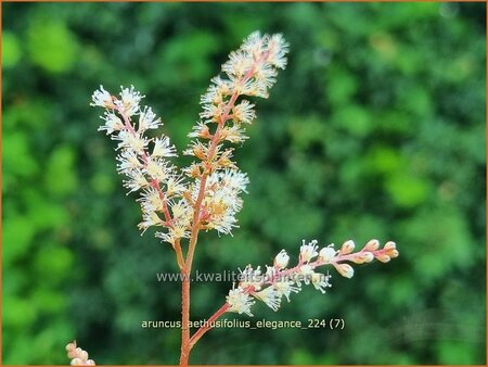 Aruncus aethusifolius 'Elegance'