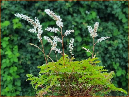 Aruncus aethusifolius 'Elegance'