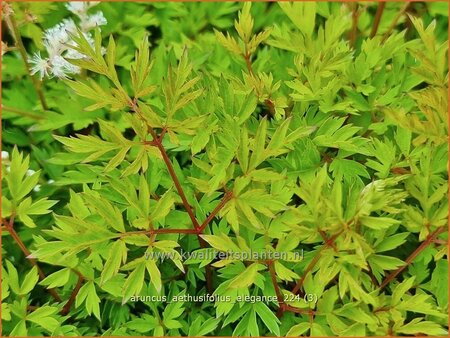 Aruncus aethusifolius 'Elegance'