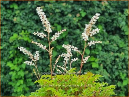 Aruncus aethusifolius 'Elegance'