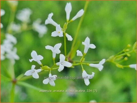 Asperula aristata subsp. scabra