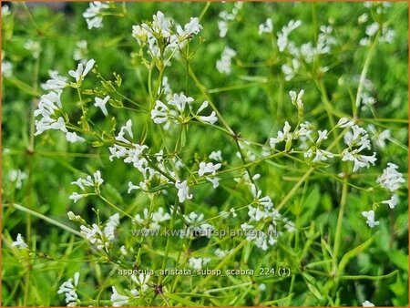 Asperula aristata subsp. scabra