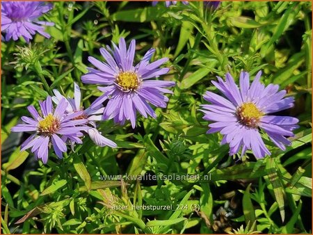 Aster 'Herbstpurzel'