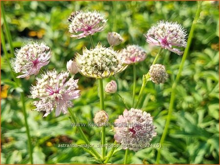 Astrantia major 'Diamonds Soft Pink'