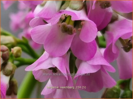 Bergenia 'Oeschberg'